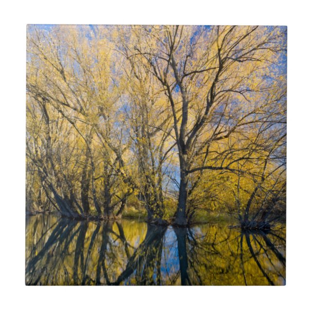 Utah. USA. Peachleaf Willow Trees Tile (Front)