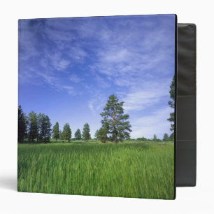 UTAH. USA. Ponderosa pines Pinus ponderosa) & Binder