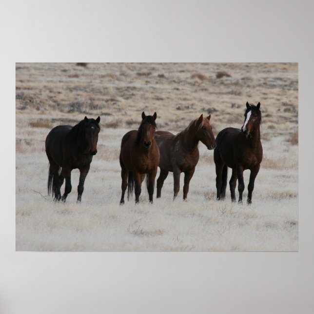 Utah Wild Mustangs Poster (Front)