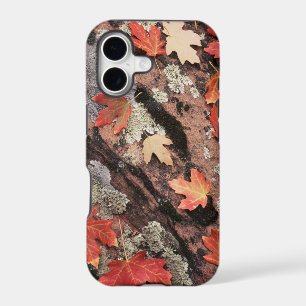 Utah, Zion National Park, Patterns of autumn