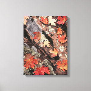 Utah, Zion National Park, Patterns of autumn Canvas Print