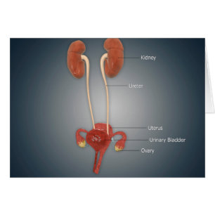 Utérus femelle avec les ovaires, le rein et la