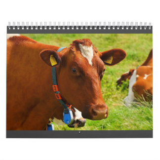 Utterly Cute Cow Calendar