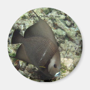 UW Angel Fish Magnet: chan-chemuyil.com Magnet