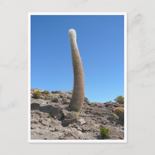 uyuni cacti up postcard (Front)