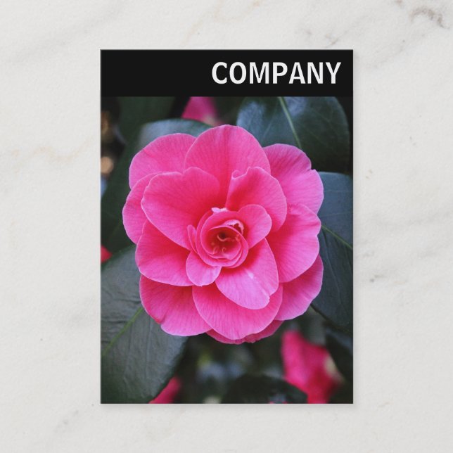 V Header - Pink Camellia Business Card (Front)