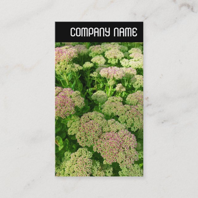 V Header - Sedum "Autumn Joy" Business Card (Front)