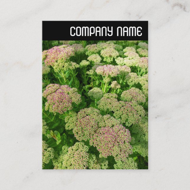 V Header - Sedum "Autumn Joy" Business Card (Front)