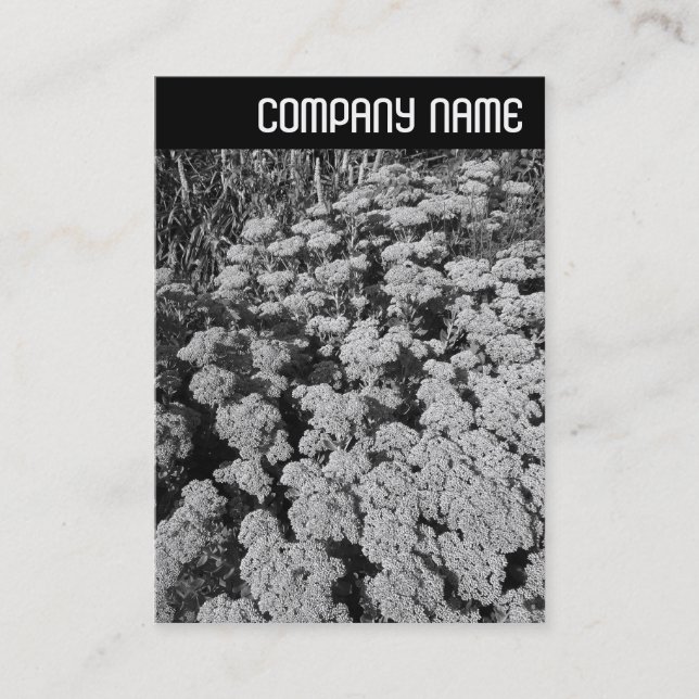 V Header - Sedum "Autumn Joy" Business Card (Front)