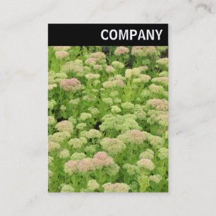 V Header - Sedum (Autumn Joy) Business Card