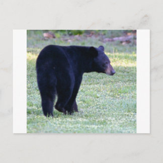 va black bear postcard
