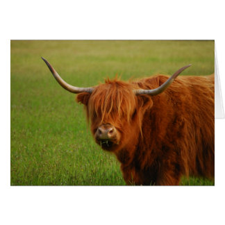 vache à haute altitude
