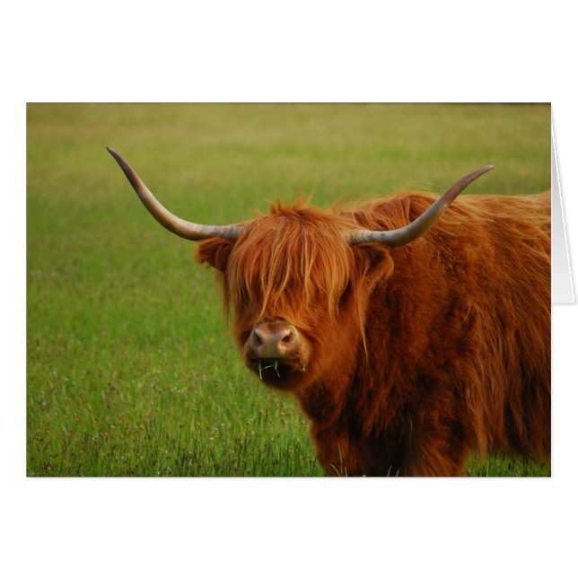 vache à haute altitude (Devant horizontal)