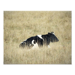 Vache au repos - Photo