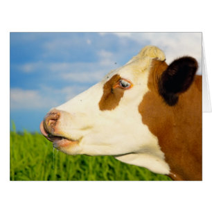 Vache blanche Brown qui regarde droit devant.