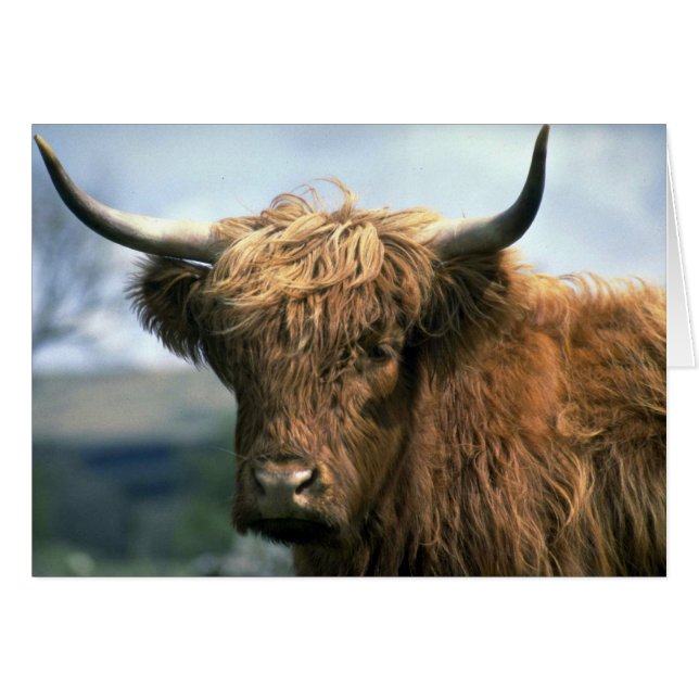 Vache de Highland (Devant horizontal)