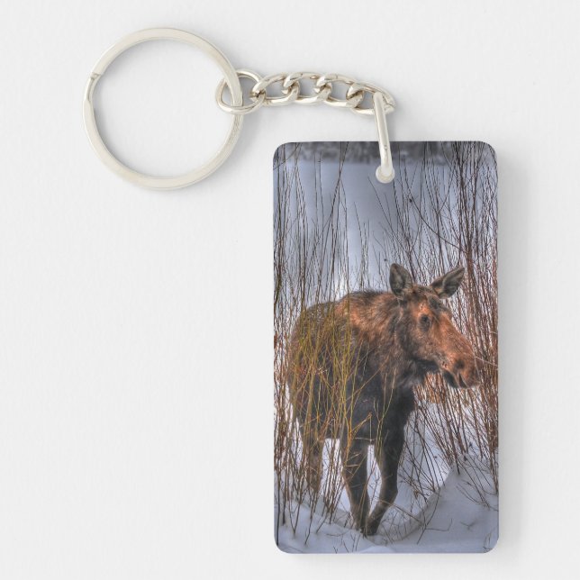 Vache d'orignal sauvage canadienne en neige d'hive (Devant)