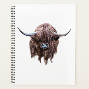Vache écossaise des Highlands en couleur