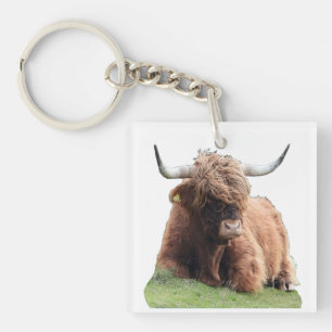 Vache Écossaise Mignonne aux longs poils des Highl