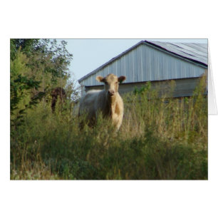 Vache en pâturage