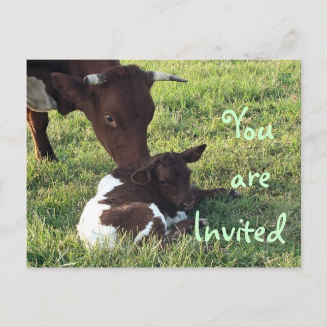 Vache et veau Carte postale/personnaliser d'invita (Devant)