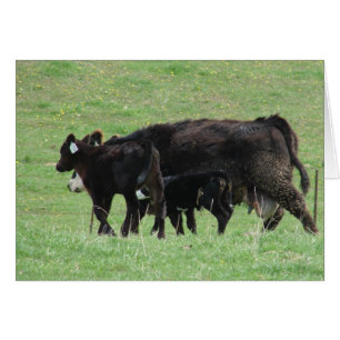 Vache et veaux