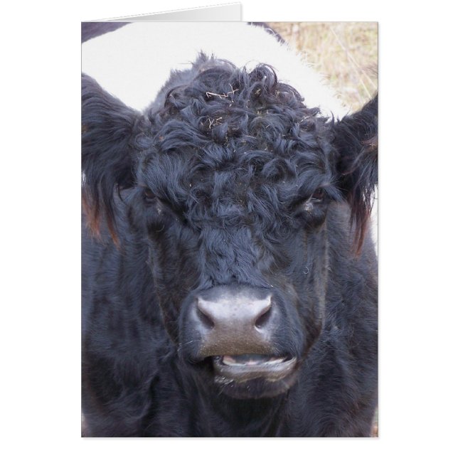 Vache galloway ceinturée - Emma (Devant)