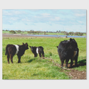 Vache Galloway Maman et Bébé, Emballage Cadeau