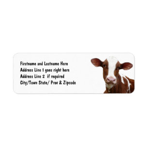 Vache laitière Brown et blanche