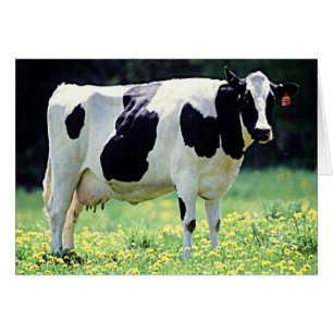 Vache laitière du Wisconsin