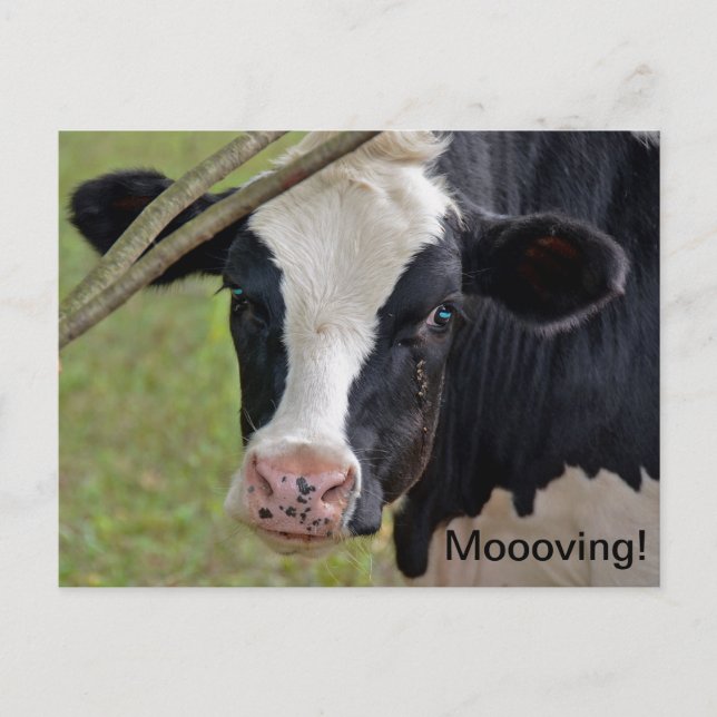Vache pour Faire-part mobile (Devant)