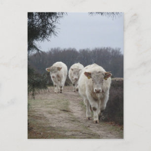 Vaches blanches do-it-yourself carte postale