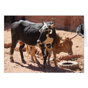 Vaches Bulles avec cornes Carte de voeux