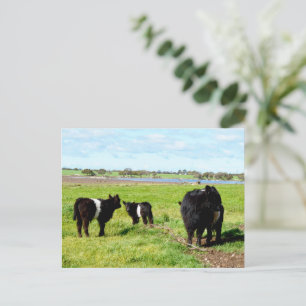 Vaches, Carte Postale, Fumée Et Bébé Galloway