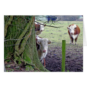 Vaches dans le champ