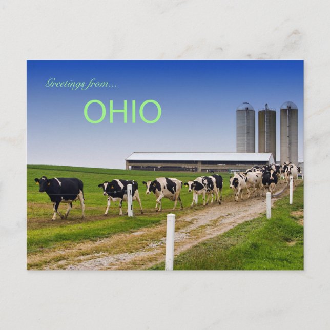 Vaches dans une rangée rurale Ohio carte postale (Devant)