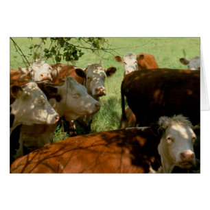 Vaches de repos