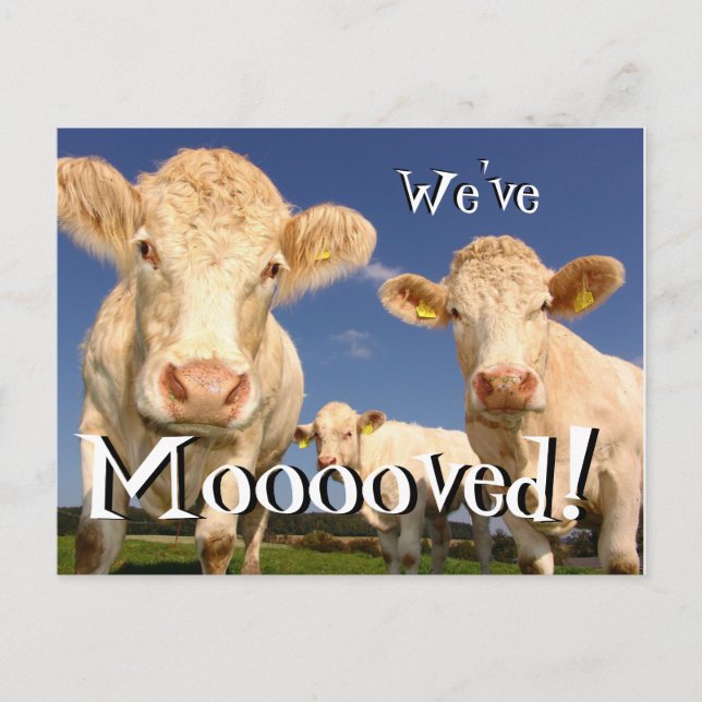 Vaches drôles Nous avons déménagé Nouvelle carte p (Devant)