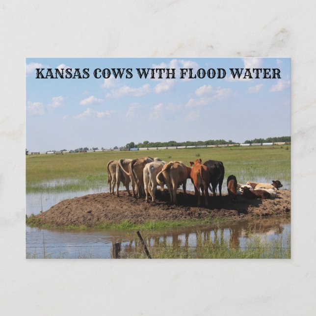 Vaches du Kansas avec eau inondée Carte postale (Devant)