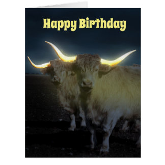 Vaches Highland Avec Luminosité, Carte Jumbo Anniv