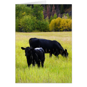 Vaches noires à Angus sur la scène rurale d'herbe