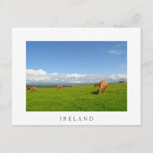 Vaches pâturant dans une prairie en Irlande carte 