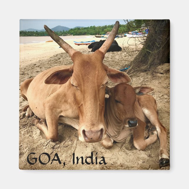 Vaches sur la plage en Inde Magnet (Devant)