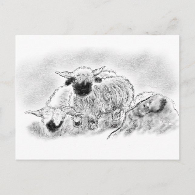 Valais Blacknose Sheep Illustration Postcard (Front)