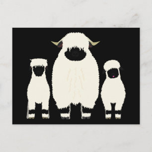 Valais Blacknose Sheep, Sheep Post Cards