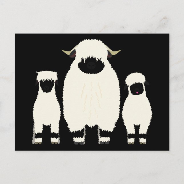 Valais Blacknose Sheep, Sheep Post Cards  (Front)