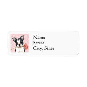 Valentine Boston rose Terrier