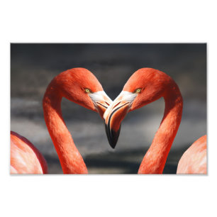 Valentine Flamingo Photo Print