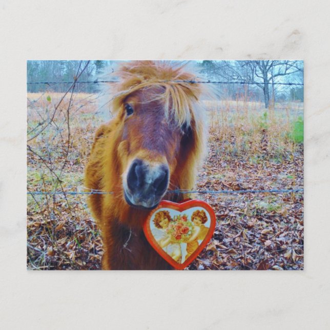 Valentine Heart  Horse Holiday Postcard (Front)