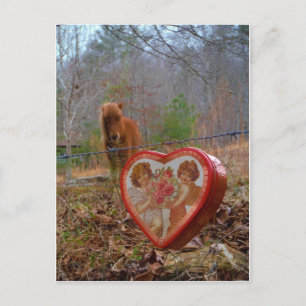 Valentine Heart  Miniature brown Horse Holiday Postcard